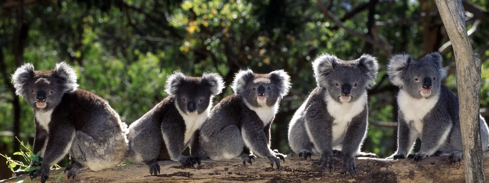 kde žije koala