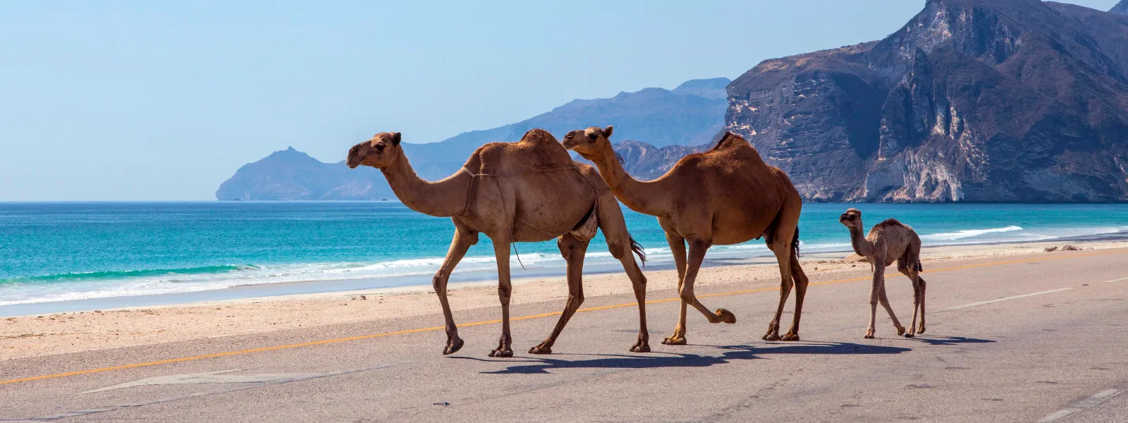 velbloudi v Ománu na pobřeží