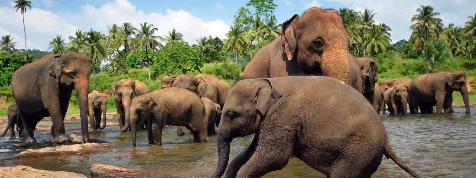 sloni na Srí Lance