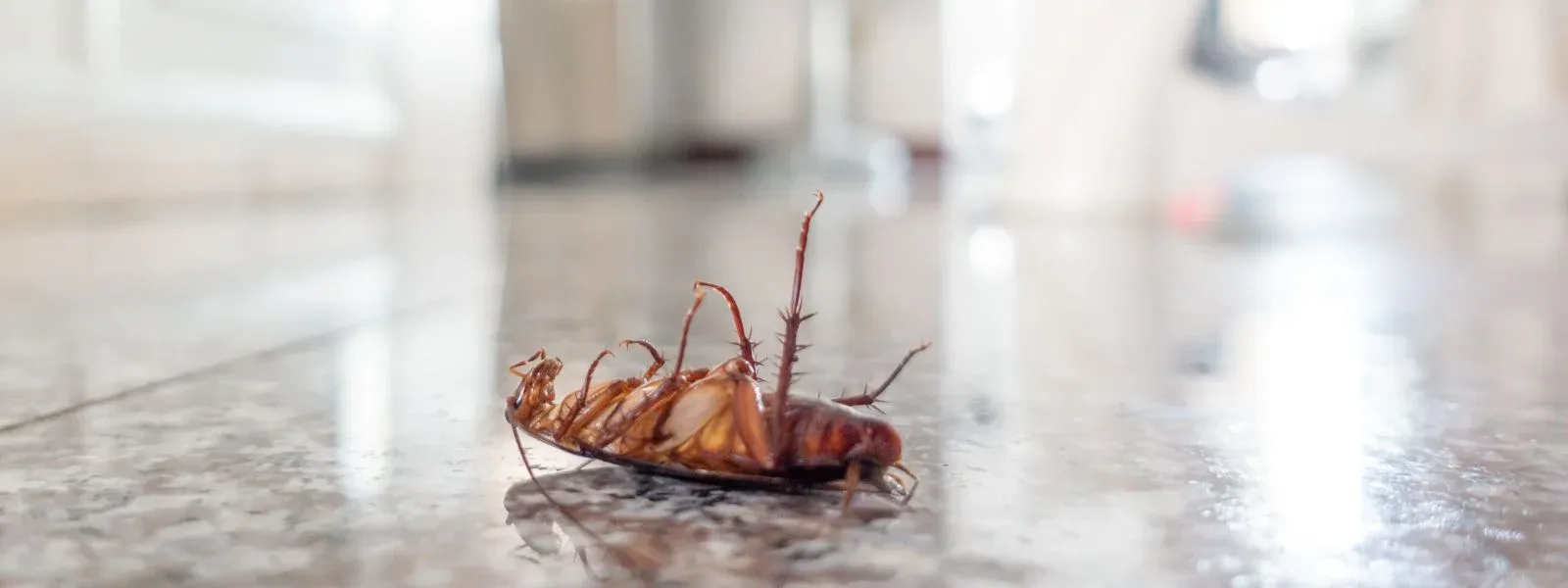 mezi nejčastější brouky v bytě patří šváb